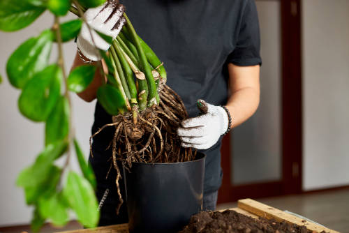 Pflanzenpflege - Pflanzenpflege